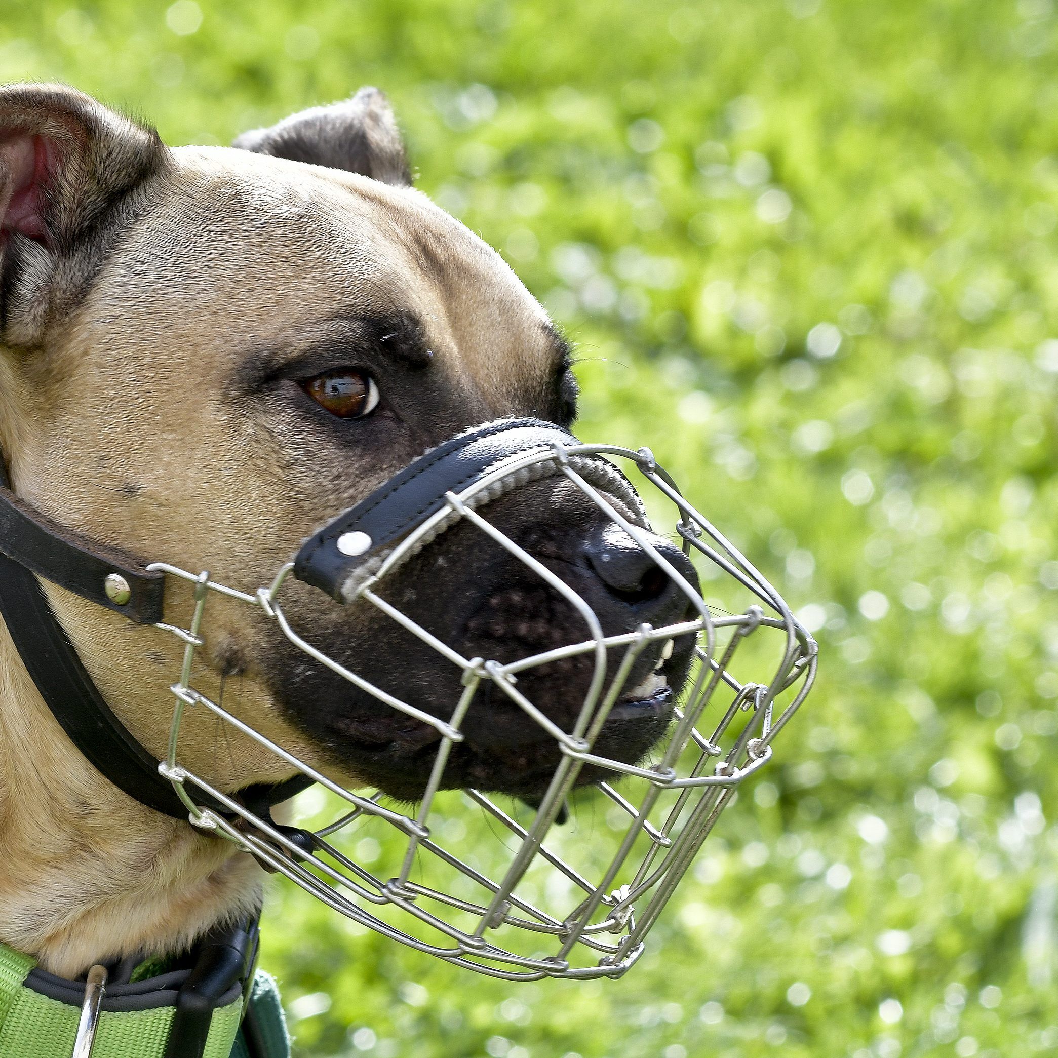 Laut Hartinger-Klein soll der Bund die Kontrolle bei Hundehaltung übernehmen.