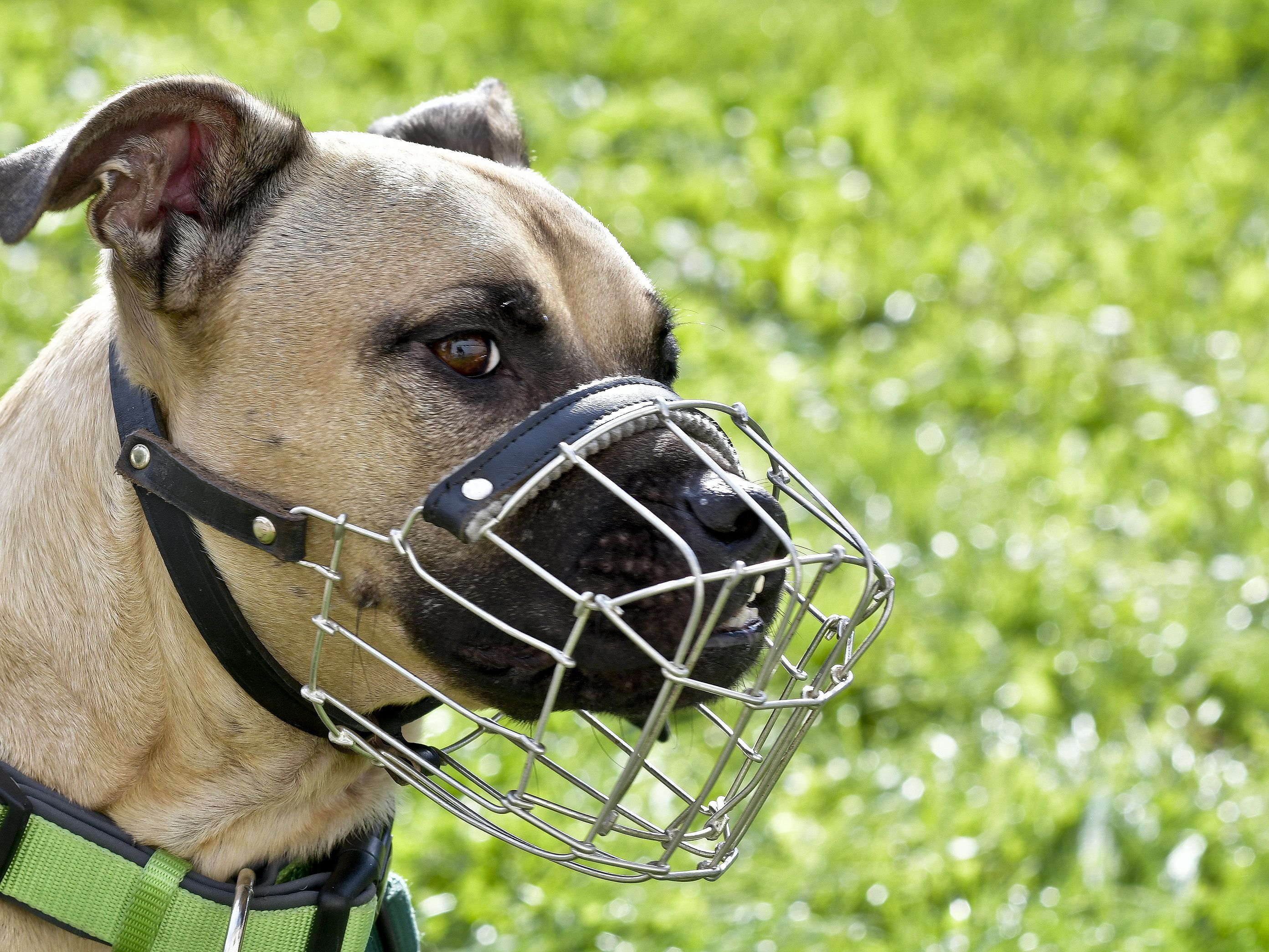 Laut Hartinger-Klein soll der Bund die Kontrolle bei Hundehaltung übernehmen. Laut Hartinger-Klein soll der Bund die Kontrolle bei Hundehaltung übernehmen.