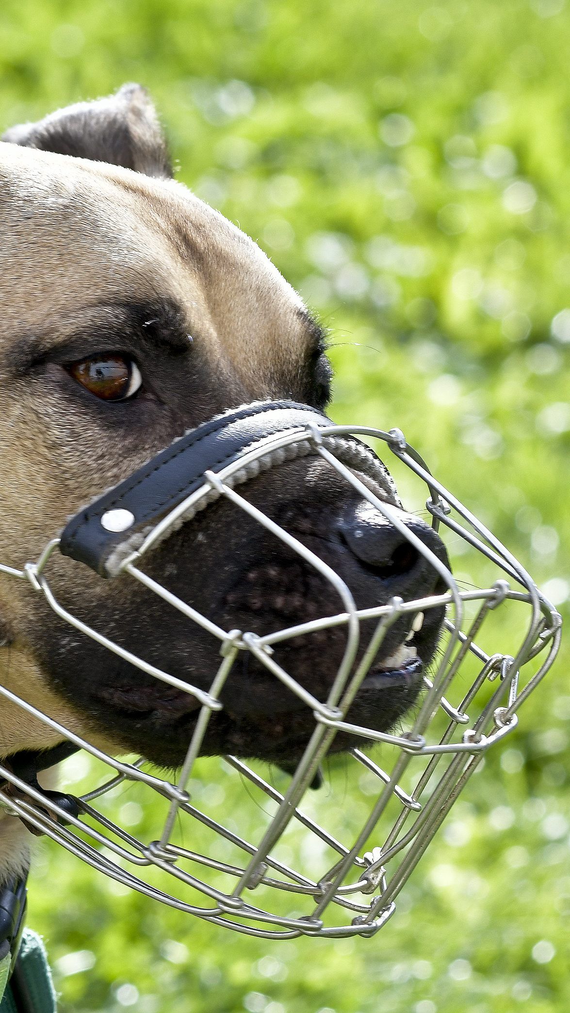 Laut Hartinger-Klein soll der Bund die Kontrolle bei Hundehaltung übernehmen.
