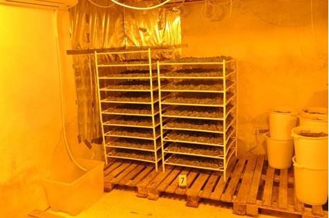 Gelagerte Cannabispflanzen. Gelagerte Cannabispflanzen.