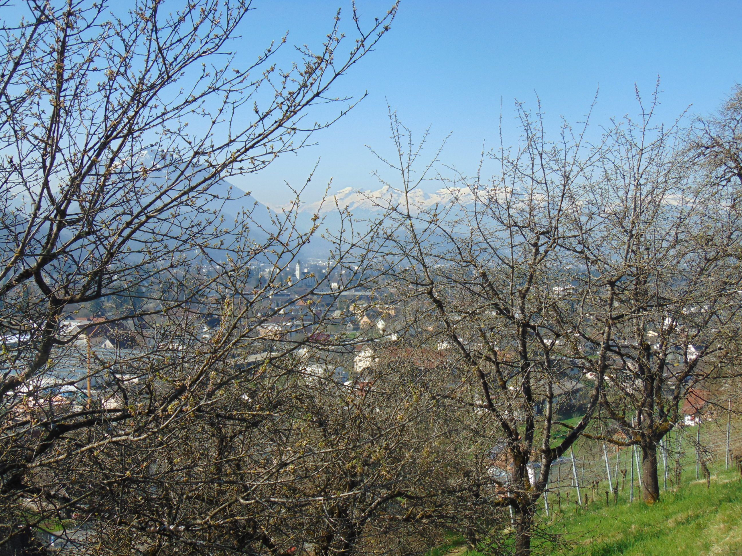 Der Borkenkäfer nistet sich auch in Röthis ein