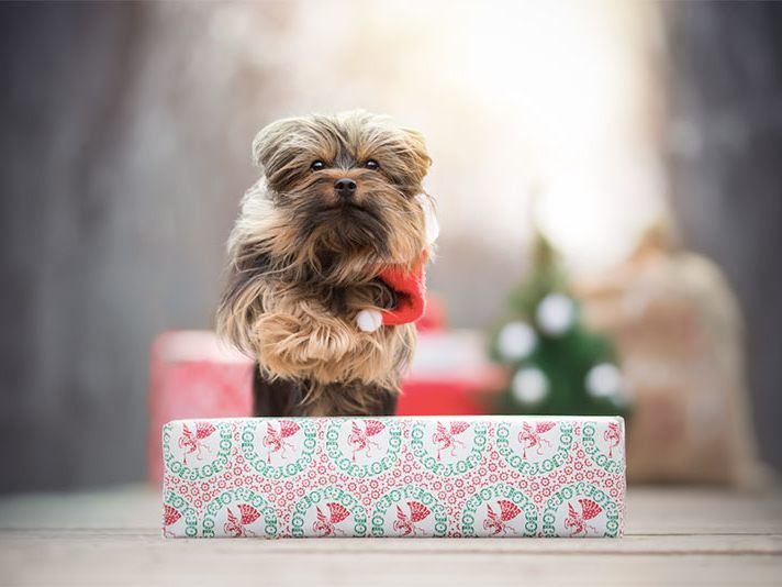 Am 9. Dezember findet der Dog Sparkle Weihnachtsmarkt in Wien statt. Am 9. Dezember findet der Dog Sparkle Weihnachtsmarkt in Wien statt.