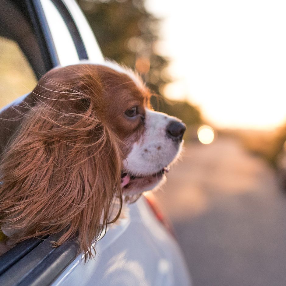Bei mytaxi sind Haustiere willkommen.