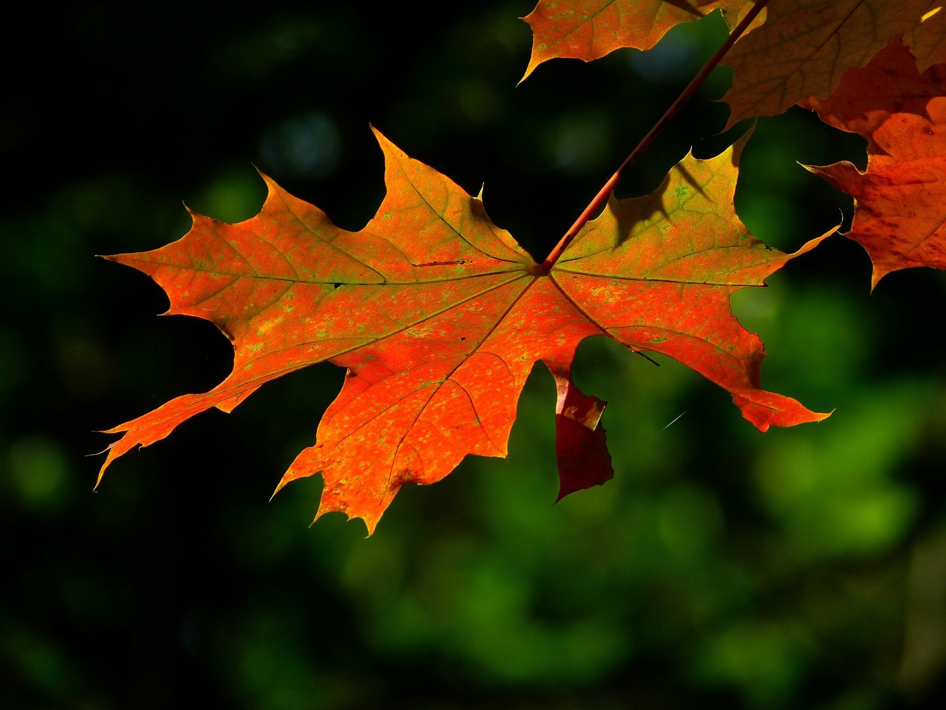 Das Herbstfest auf der Wiener Freyung findet am 12. und 13. Oktober statt. Das Herbstfest auf der Wiener Freyung findet am 12. und 13. Oktober statt.
