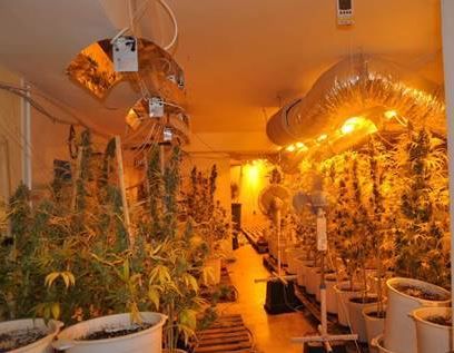 Indoorplantage Indoorplantage