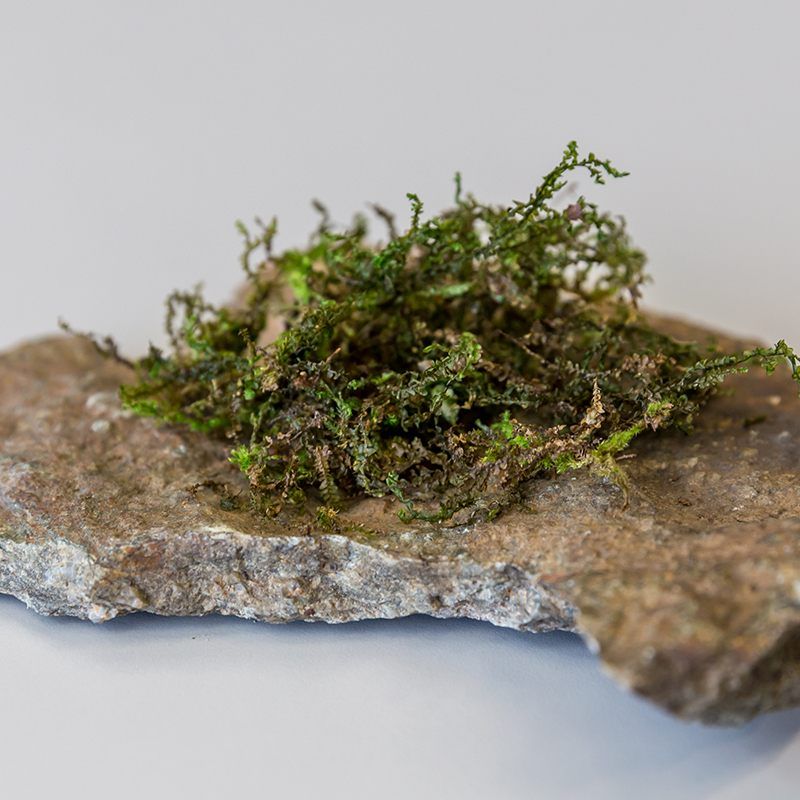 Ist dieses Moos ein neues Wundermittel?