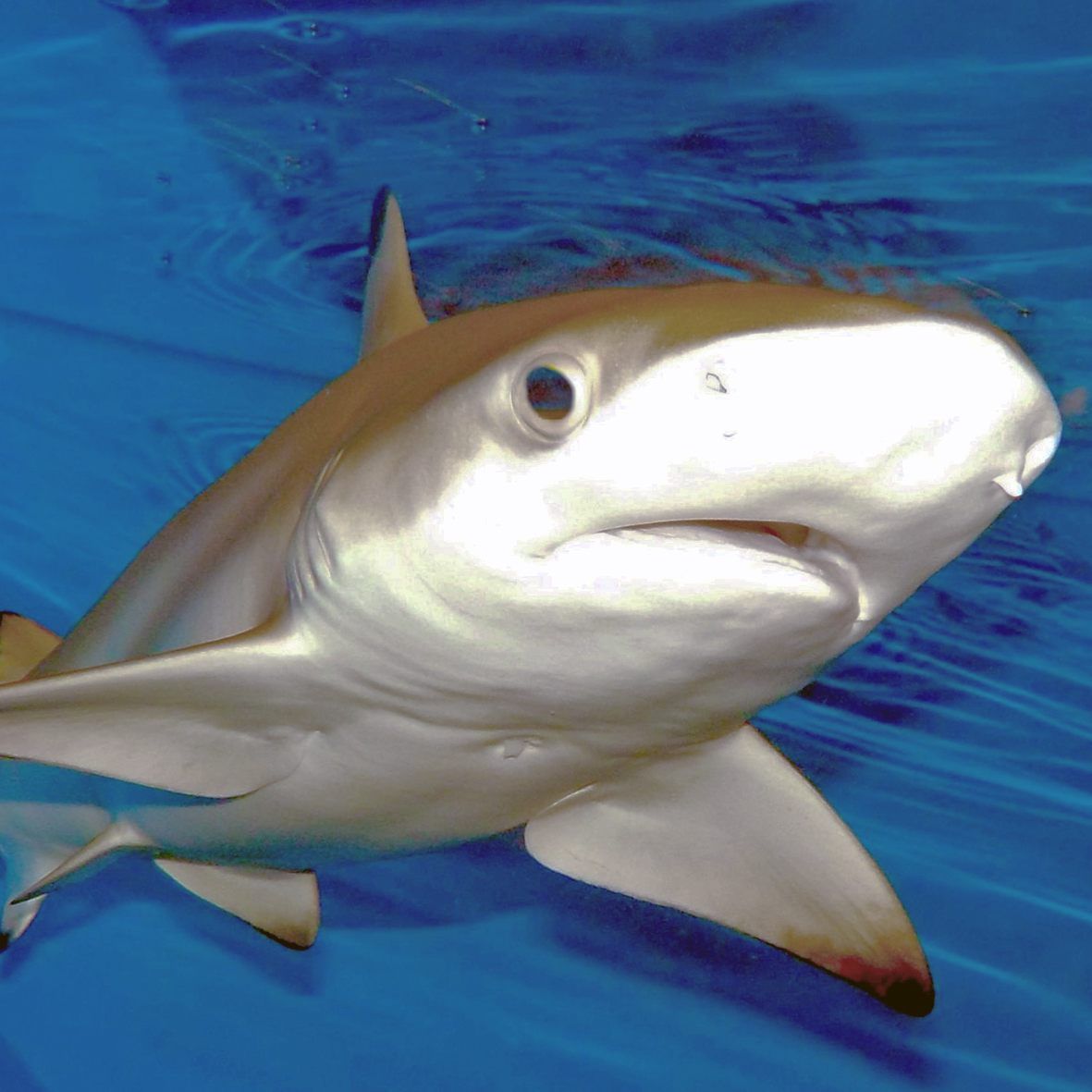 Baby-Hai "Jacek" ist in Wiens "Haus des Meeres" geboren.