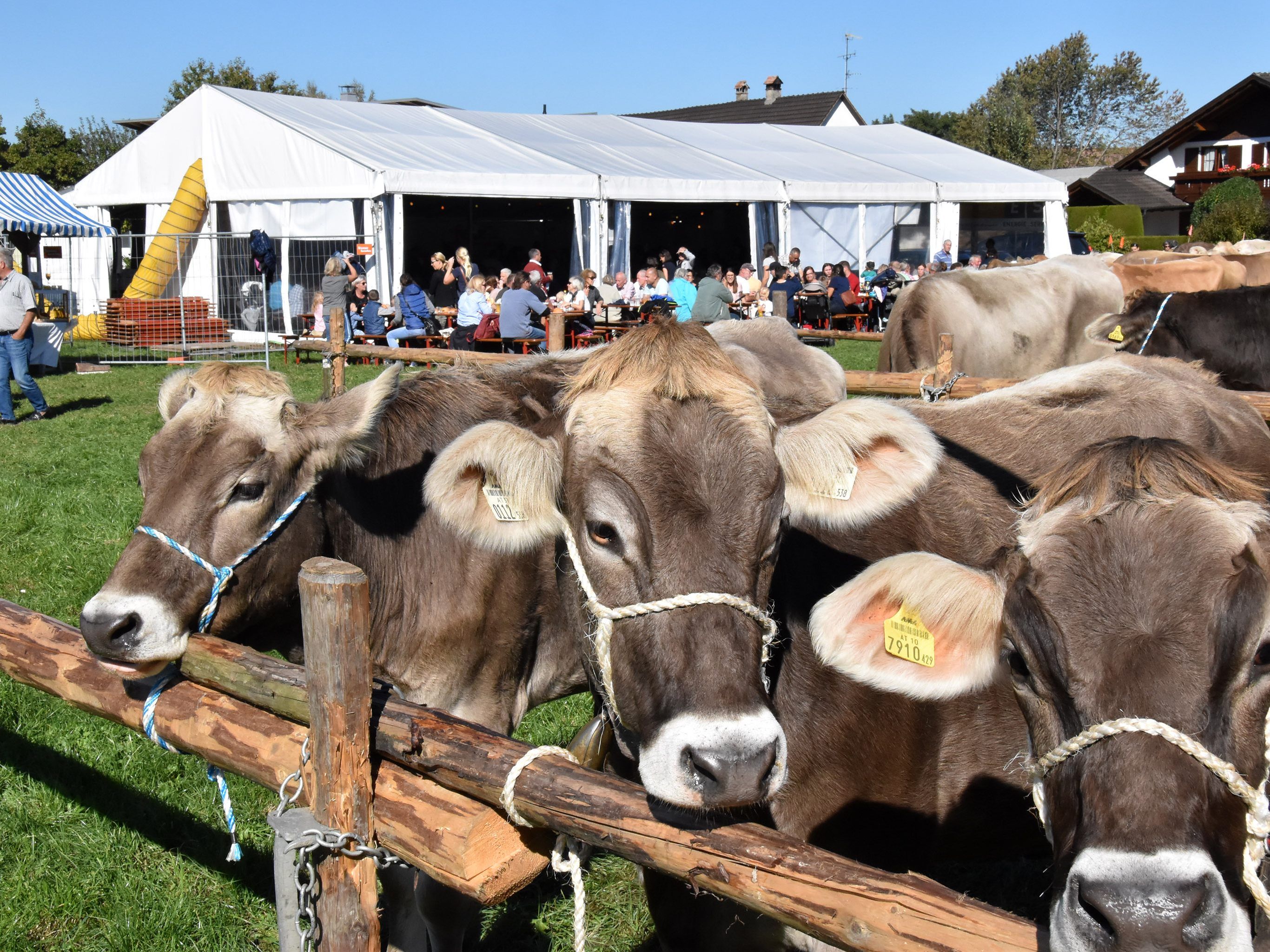 Zahlreiche Gäste bei der Viehausstellung in Höchst