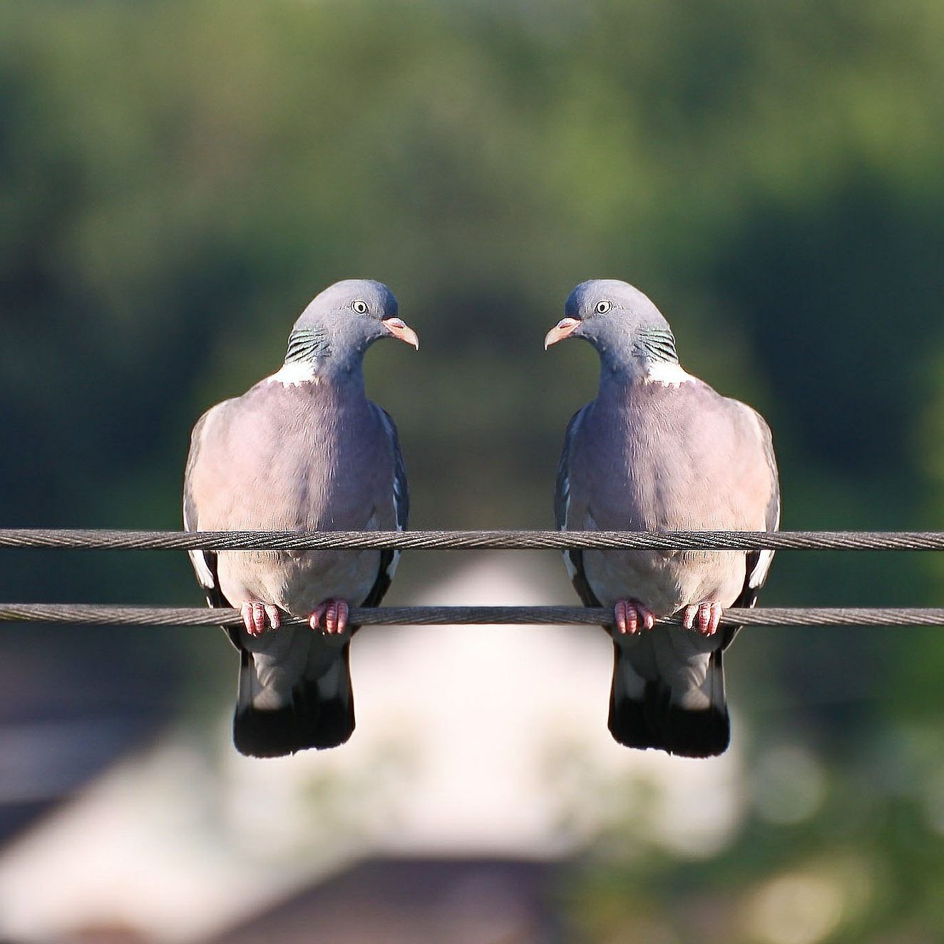 Die FF Klosterneuburg fing die Tiere mit einem Fischernetz ein.