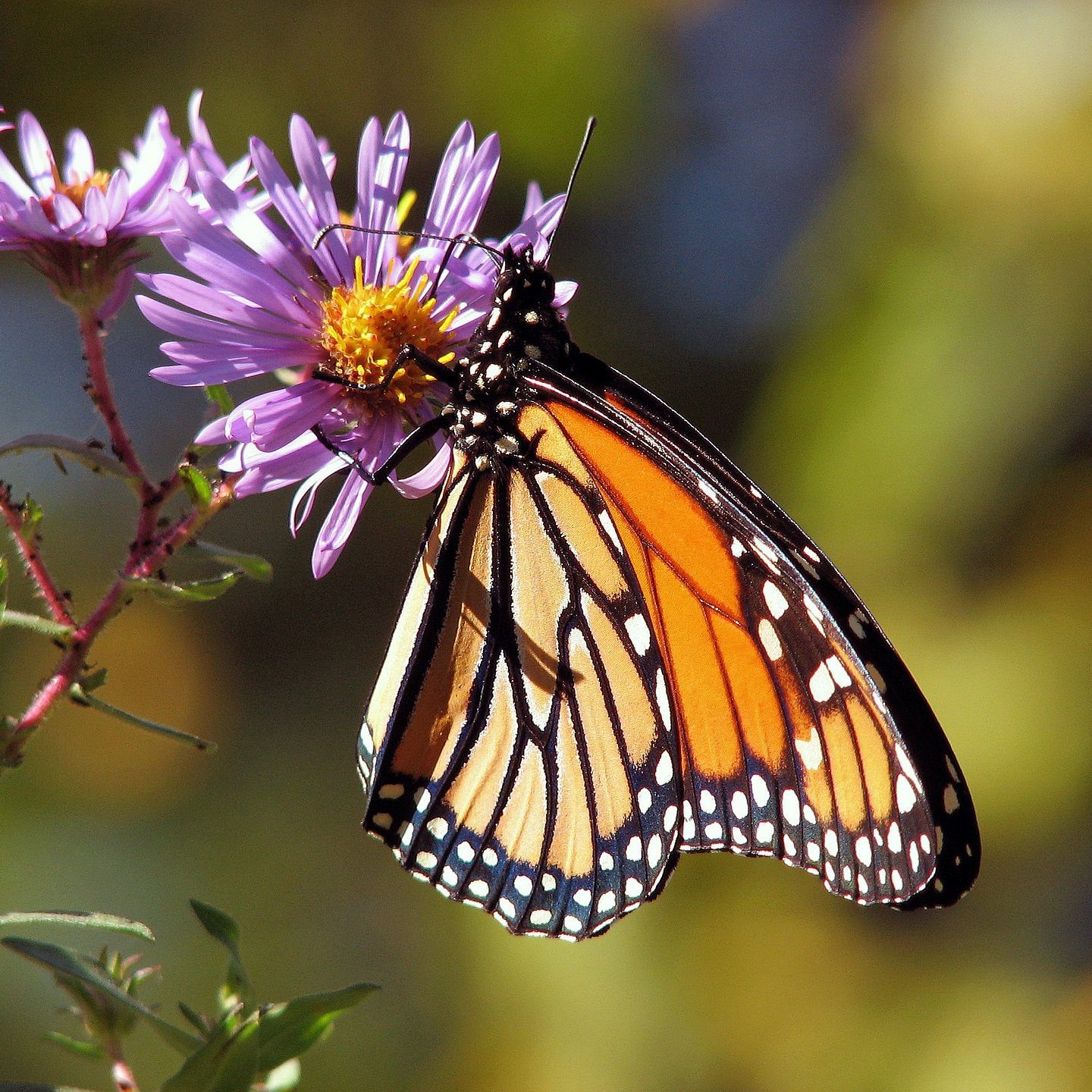 Die App "Schmetterlinge Österreichs" zeigt große Erfolge mit über 23.000 Fotos.