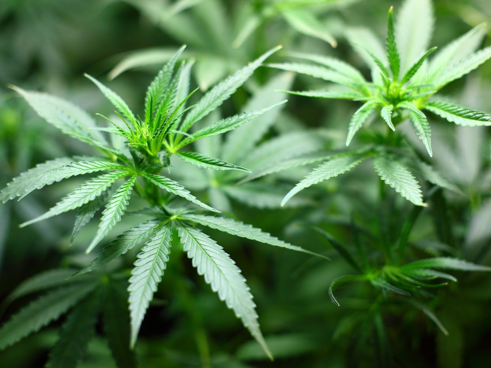 Neben dem Cannabis handelte die Gruppe zudem mit Heroin. Neben dem Cannabis handelte die Gruppe zudem mit Heroin.
