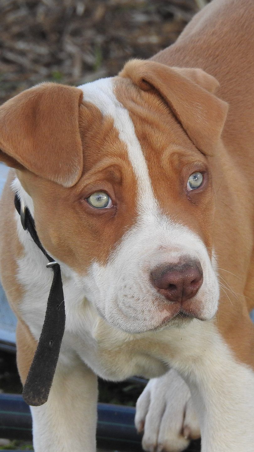 Besitzer von Listenhunden werden vermehrt beschimpft.