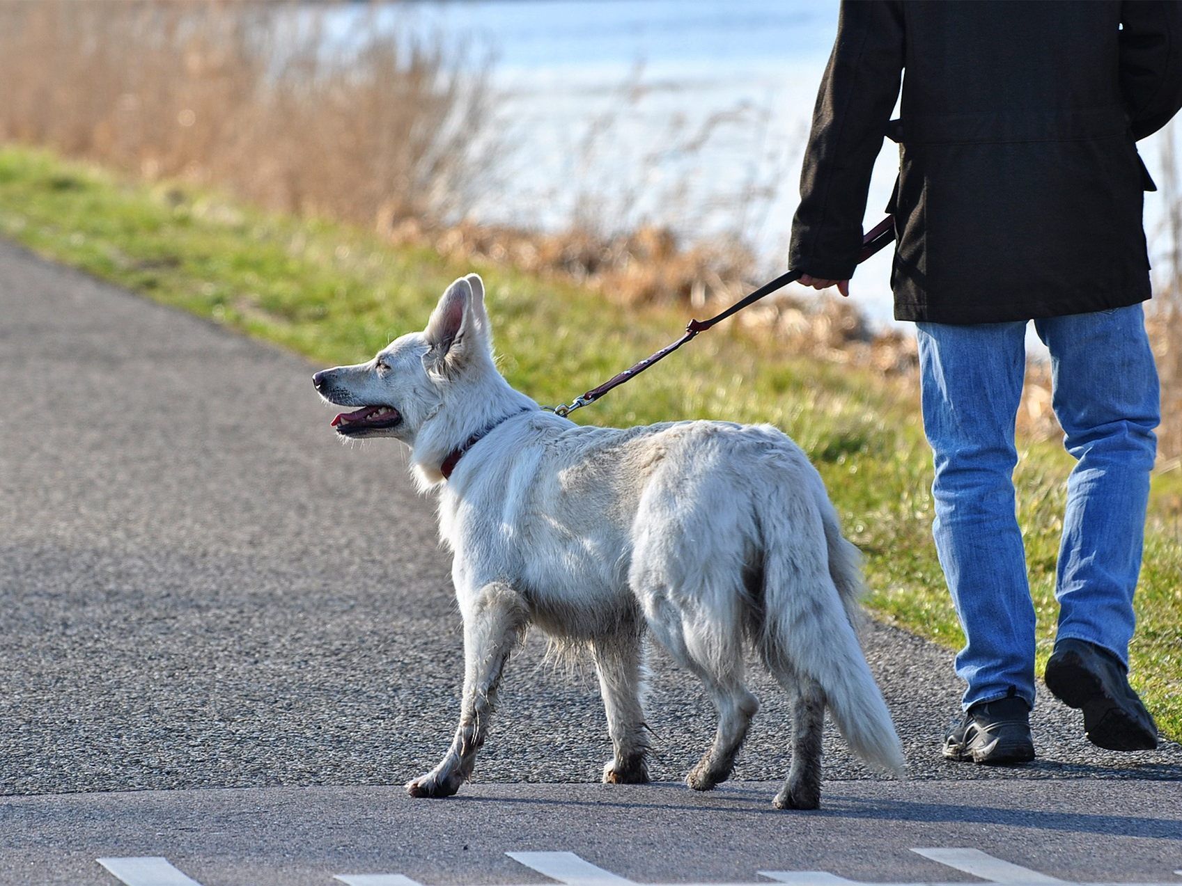 Zukünftig könnte jeder Hundebesitzer einen Hundeführerschein benötigen.