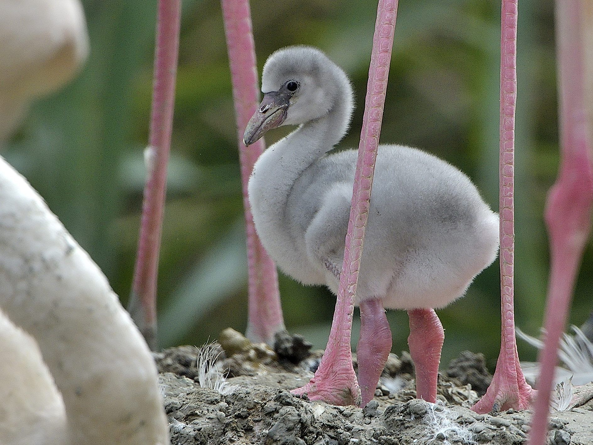 Noch sind die Flamingos grau und knuffig.
