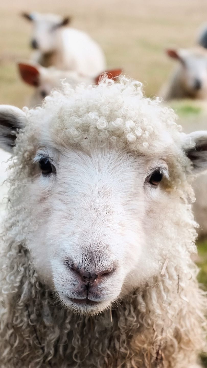 Das Schaf Daisy wurde vom Wiener Tierschutzverein aufgenommen.