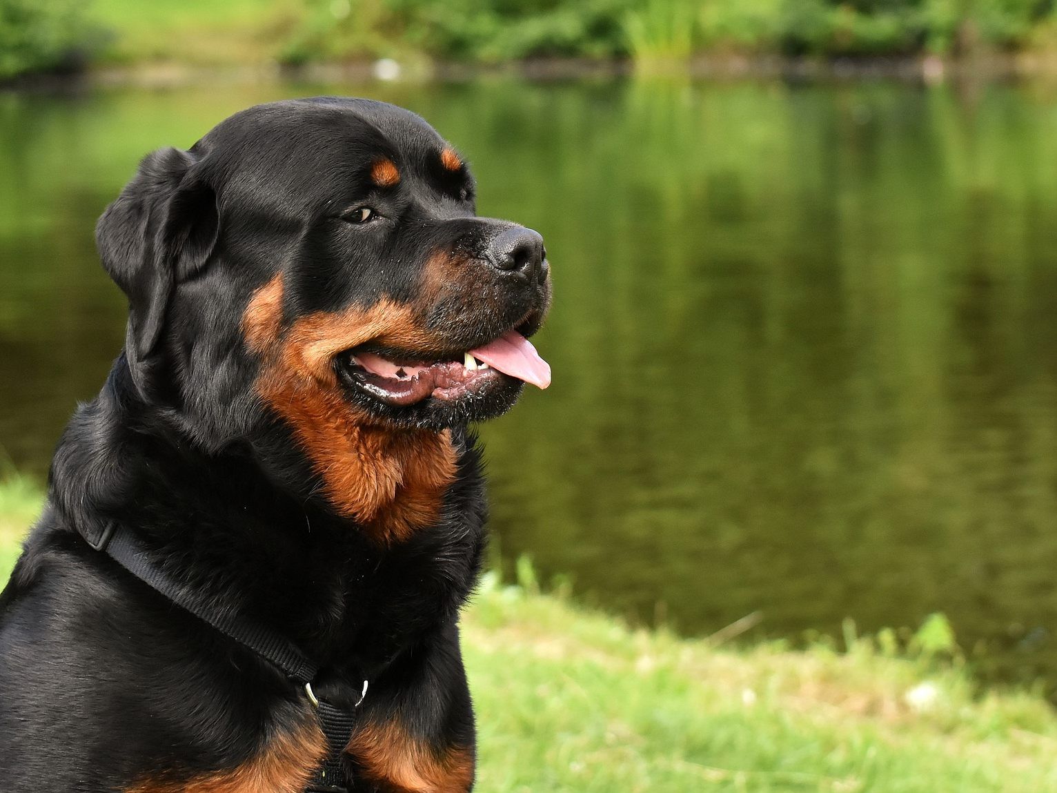 Für Listenhunde wird in Wien eine Maulkorb- und Leinenpflicht, sowie ein Alko-Limit eingeführt.