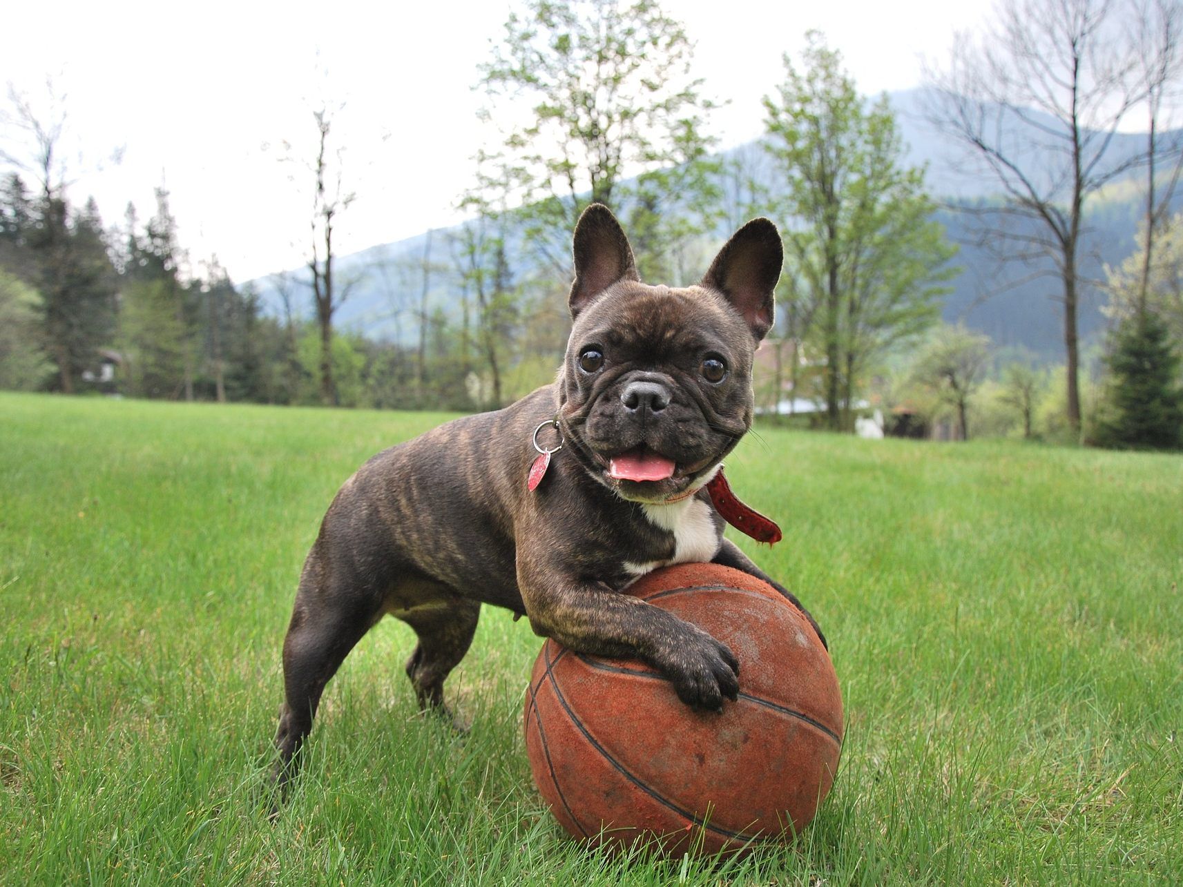 Die Französische Bulldogge wird am häufigsten im Netz gesucht. Die Französische Bulldogge wird am häufigsten im Netz gesucht.