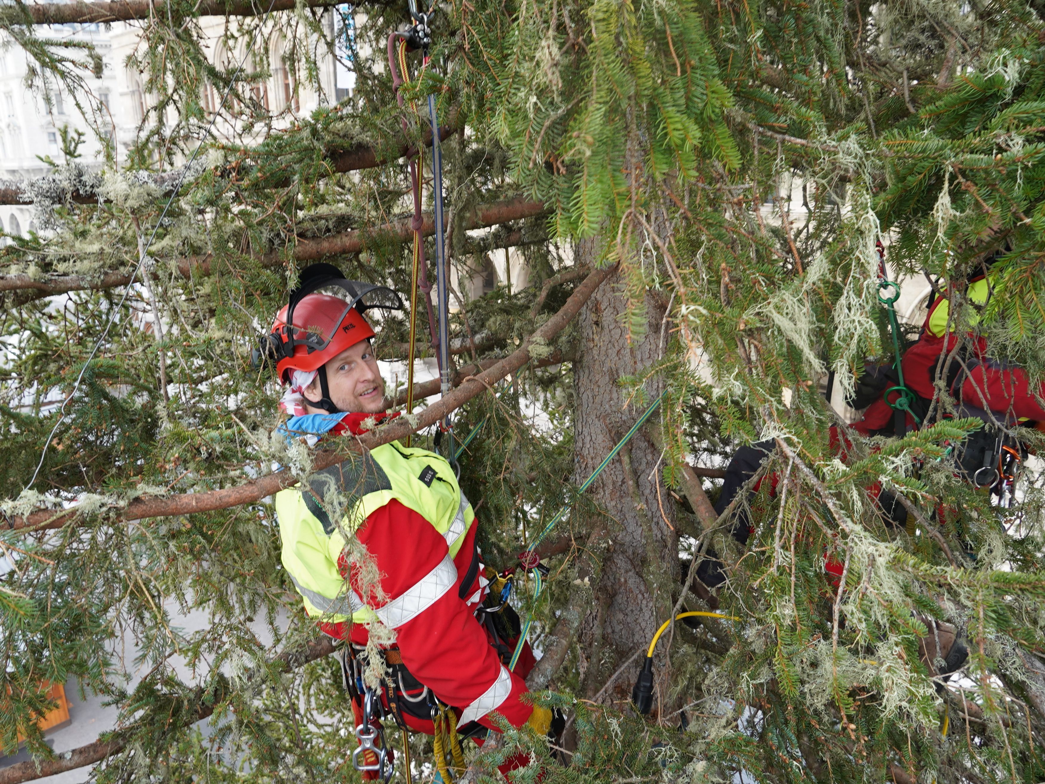 Der Weihnachtsbaum am Wiener Rathausplatz bekommt eine Beauty-Behandlung.