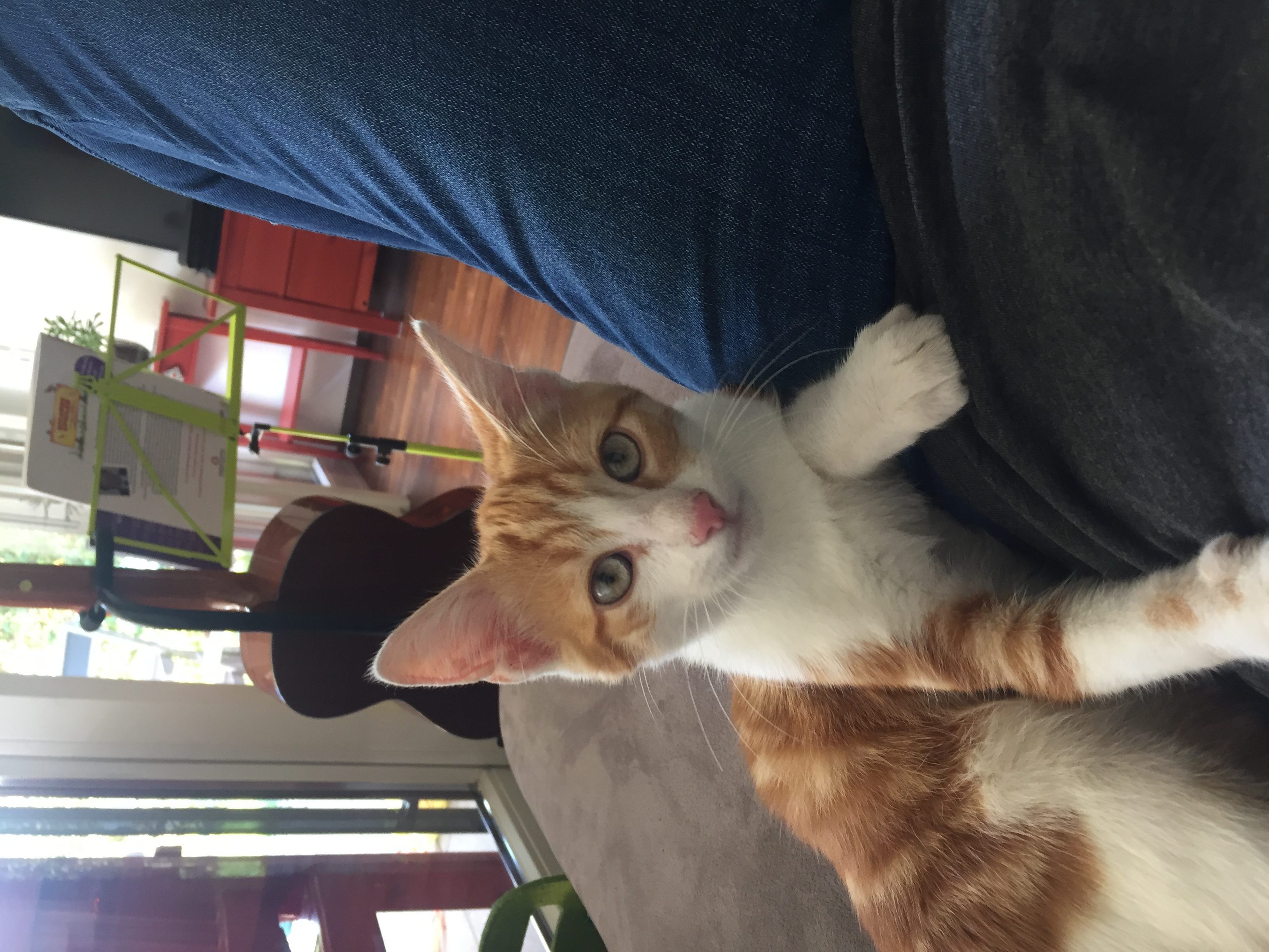 Lustenau- Kater Aslan vermisst