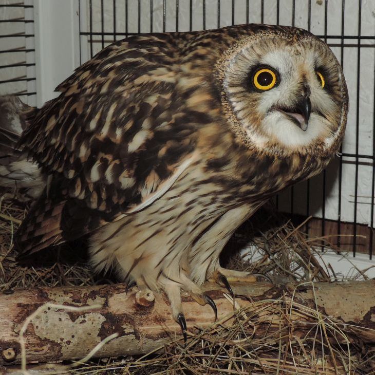 Die Eule erholt sich schnell von dem Unfall.