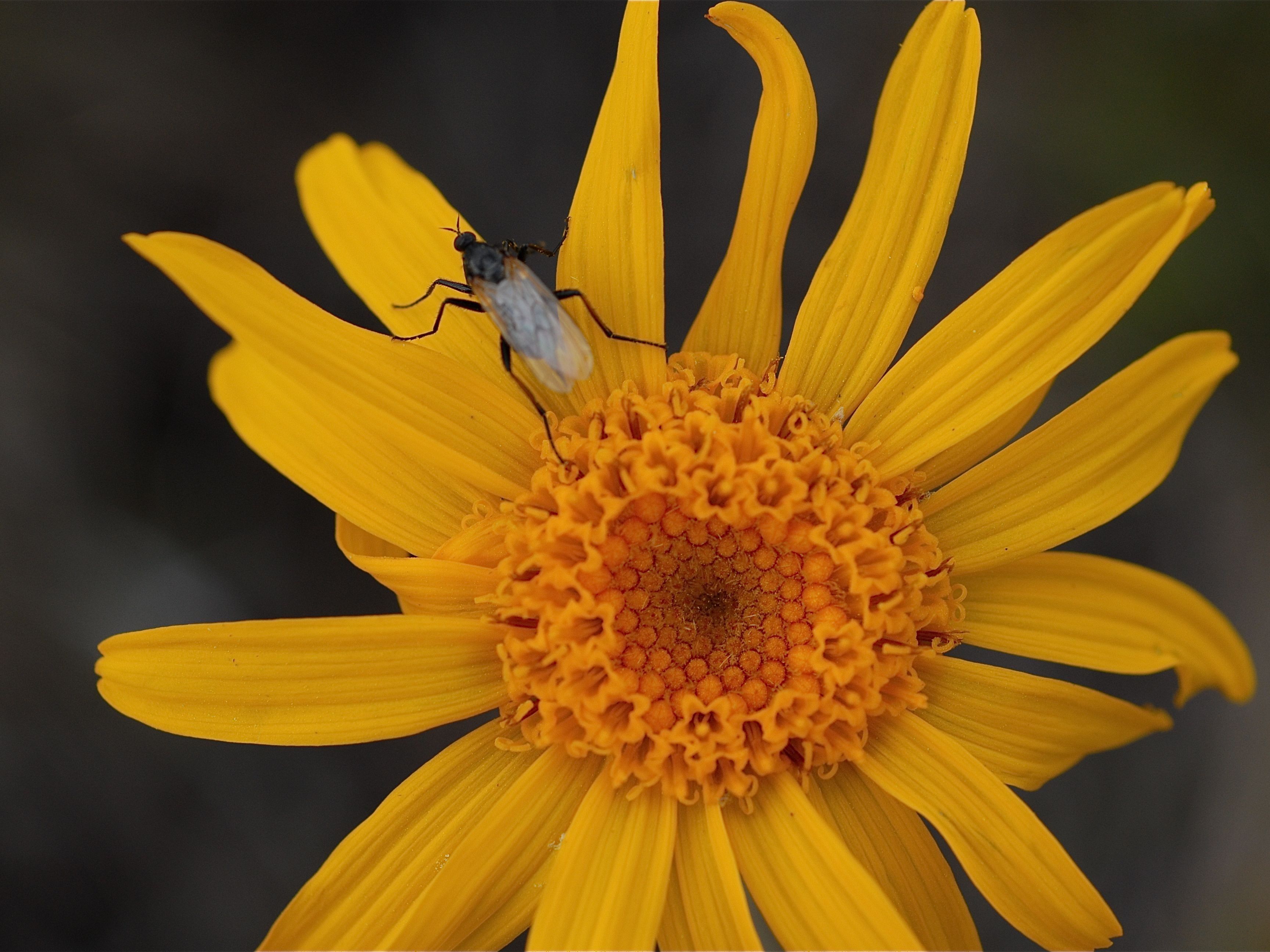 Kräuter sind vielfältige Helfer Kräuter sind vielfältige Helfer