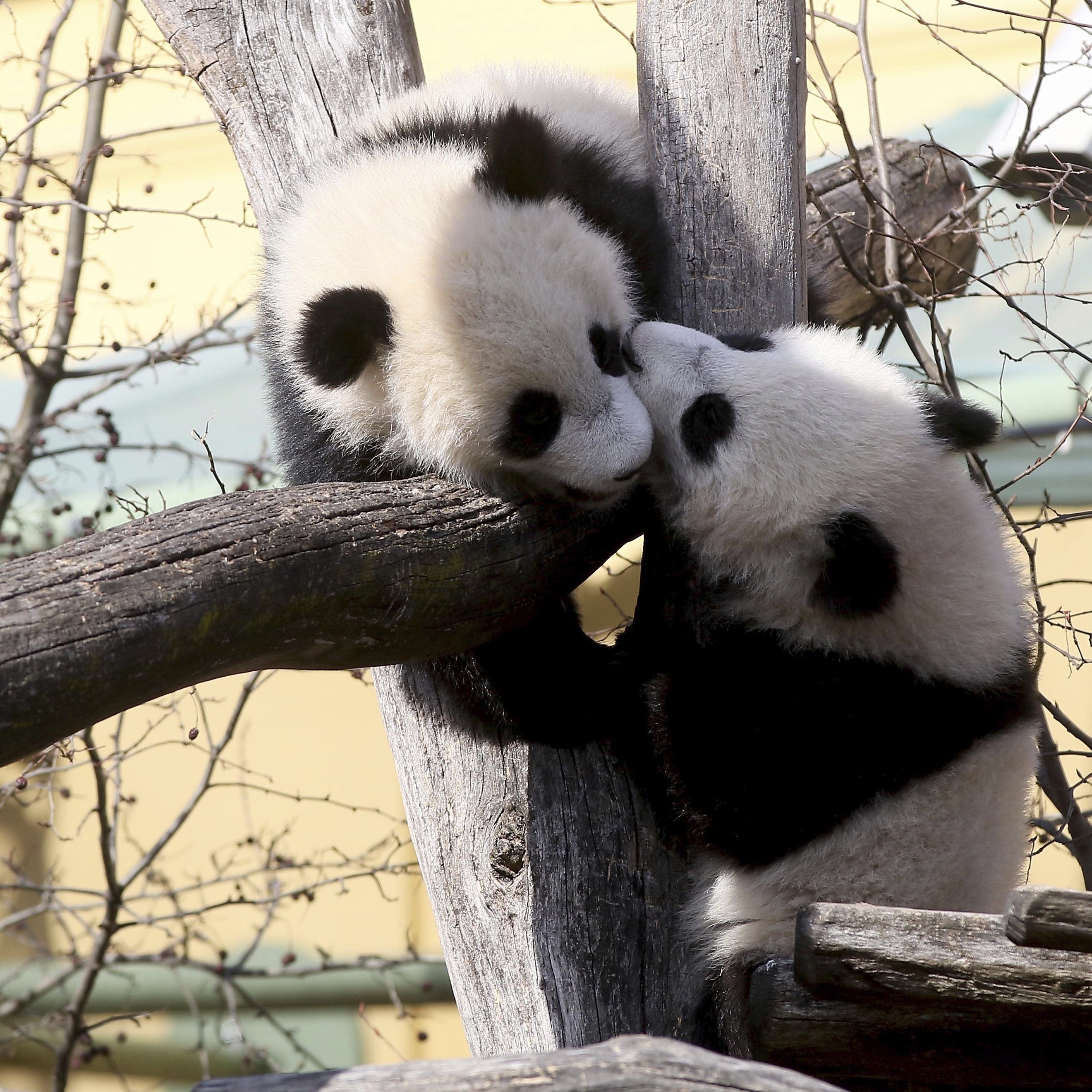 Die beiden Panda-Zwillinge aus dem Tiergarten Schönbrunn werden am Sonntag nach China übersiedeln.
