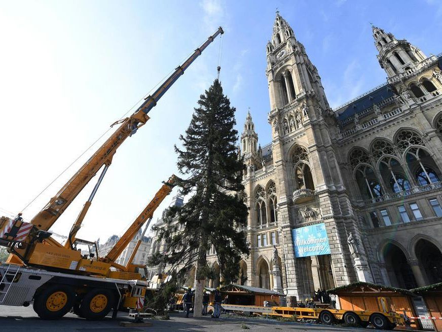 Christbaum in Wien. Christbaum in Wien.
