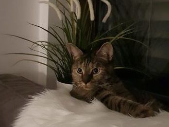 Laya
