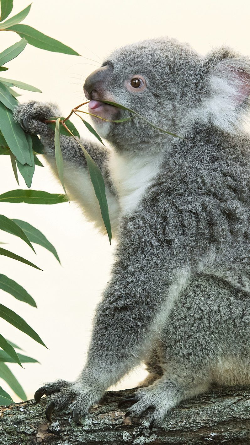Das Koala-Weibchen Bunji erkundet bereits ihre neue Umgebung im Wiener Tiergarten Schönbrunn.