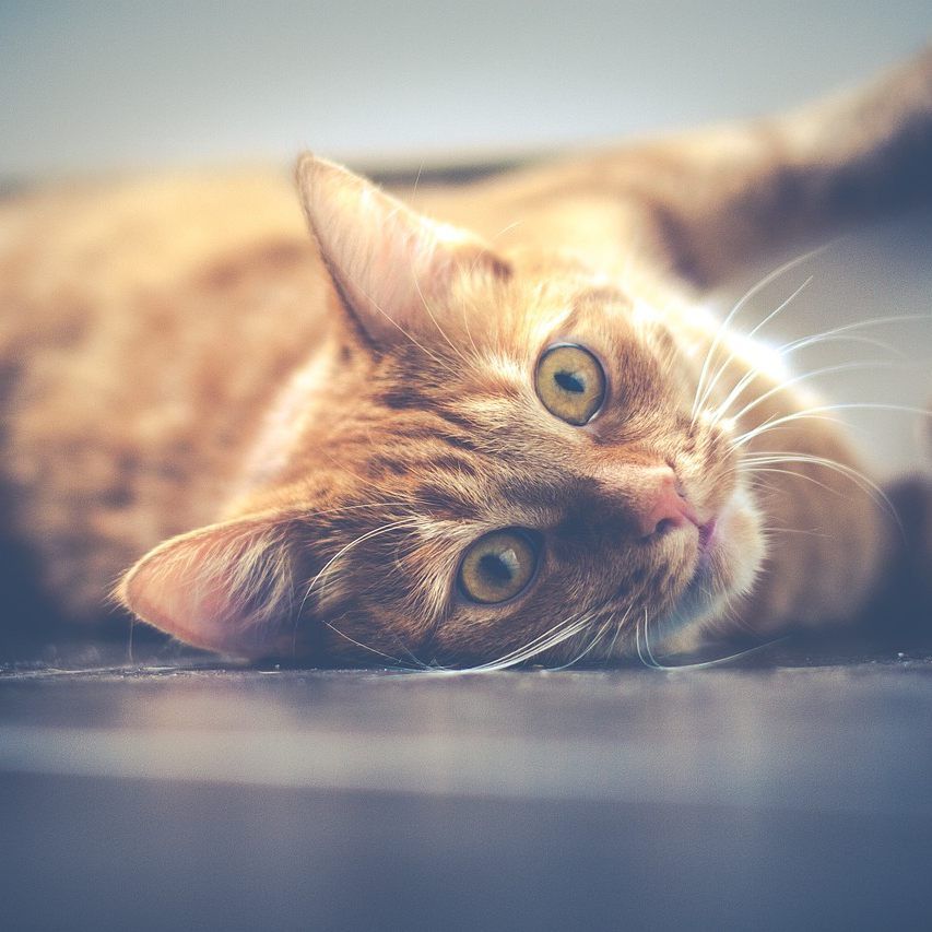 Kündtig keine Hunde und Katzen in Zoofachgeschäften.