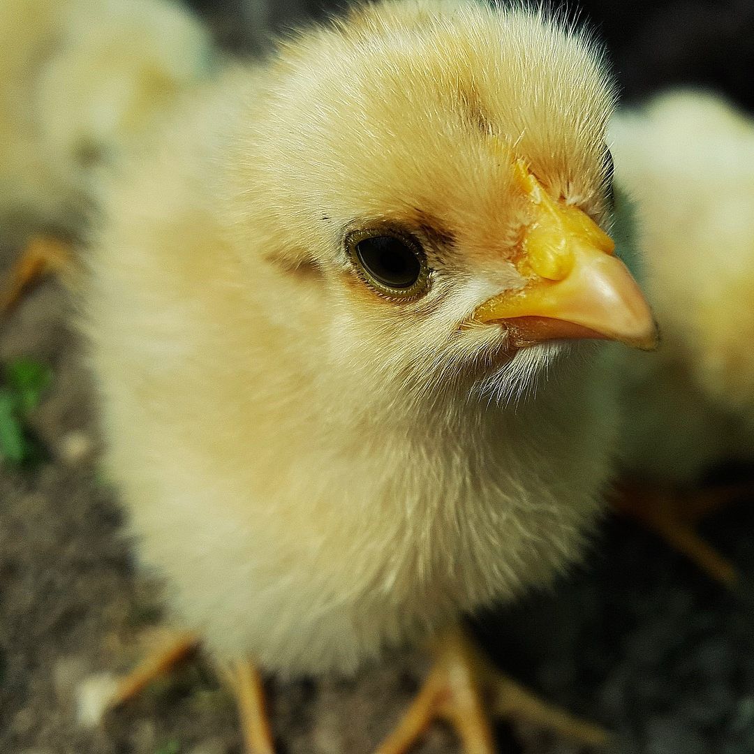 Durch das neue Verfahren, das bei den "Respeggt"-Eiern angewendet wird, kann auf das Töten der männlichen Küken verzichtet werden.