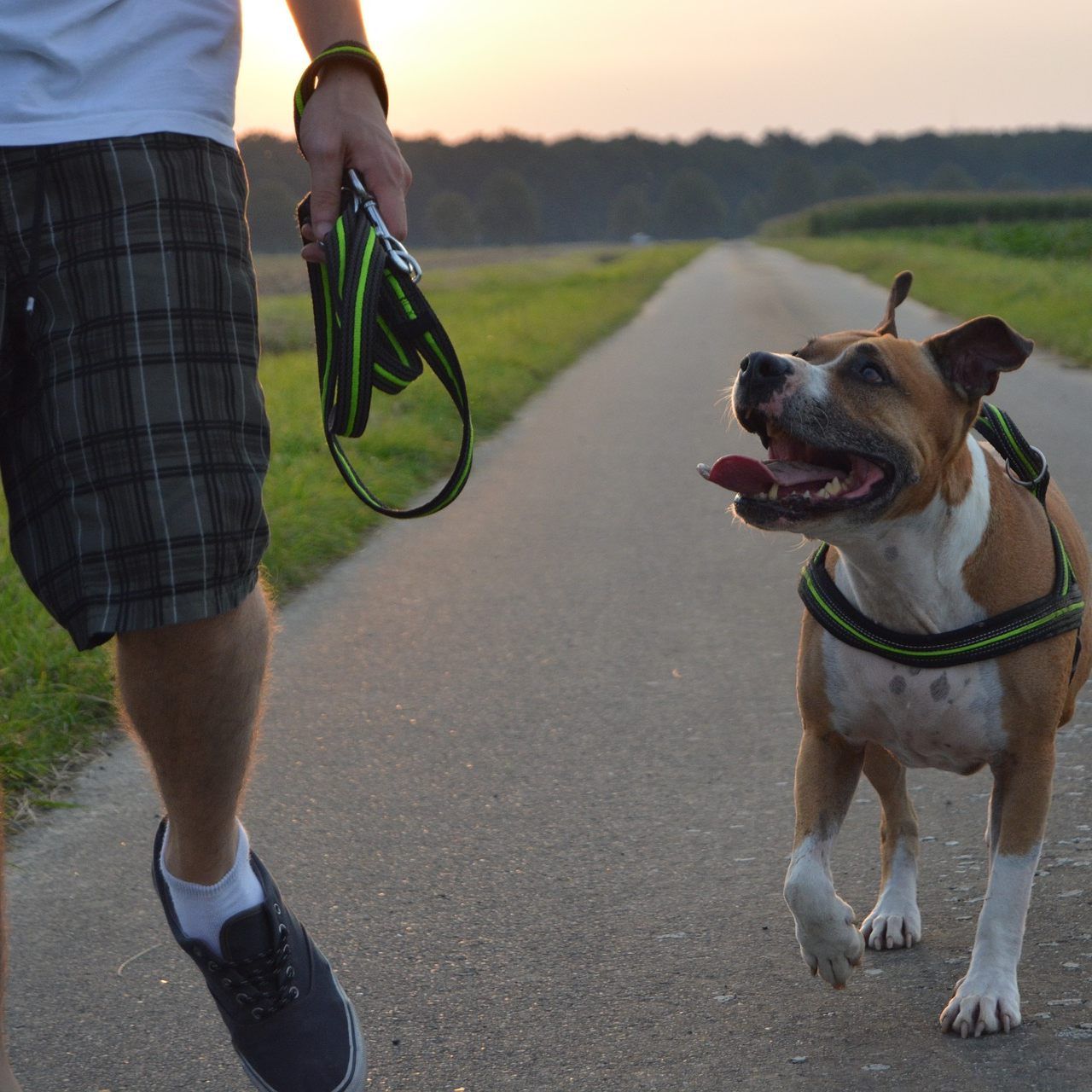 Künftig müssen alle Hundehalter in Wien einen Einführungskurs absolvieren.