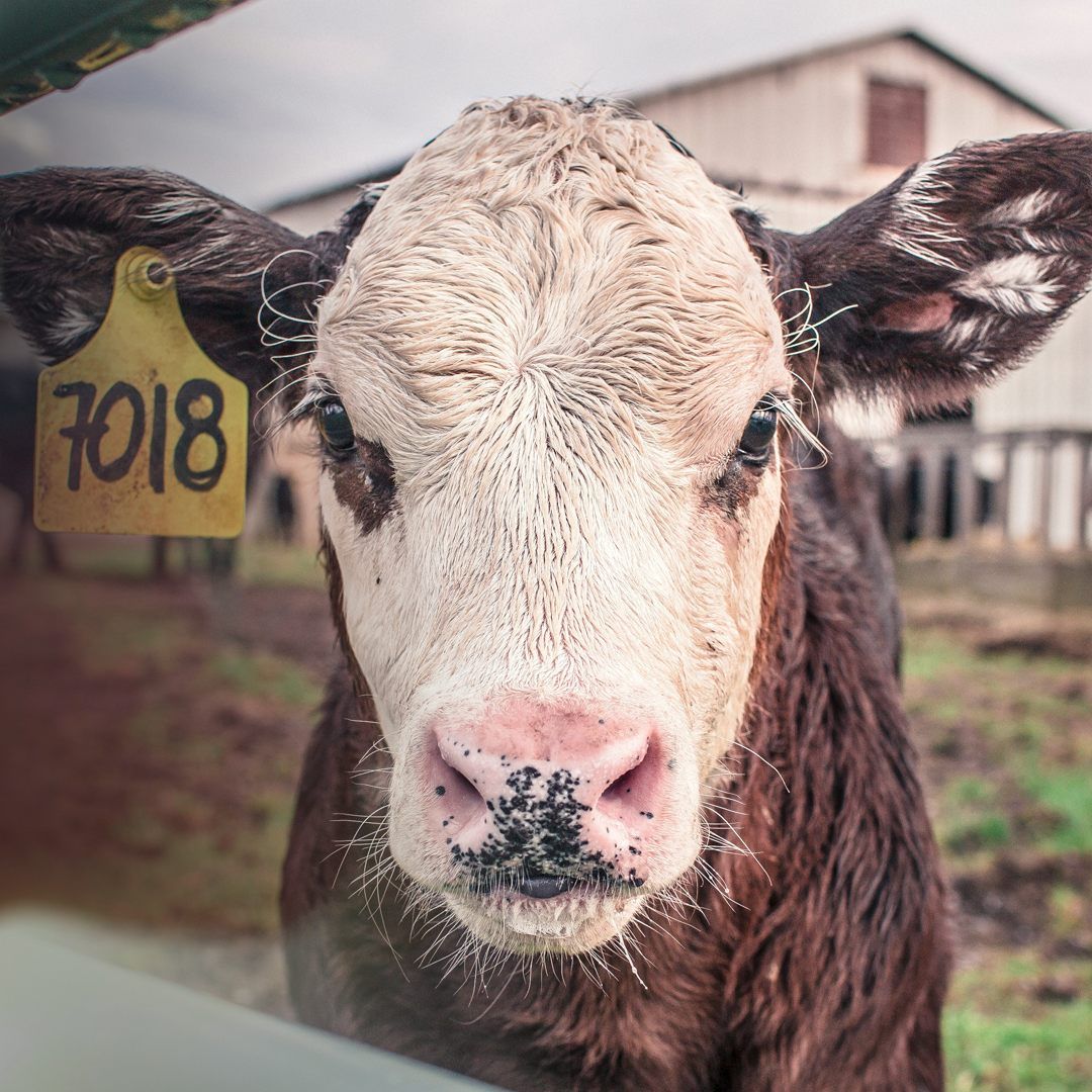 Landesrat Christian Gantner berichtete über die "Fleischzukunft Vorarlberg".