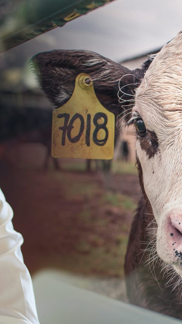 Landesrat Christian Gantner berichtete über die "Fleischzukunft Vorarlberg".