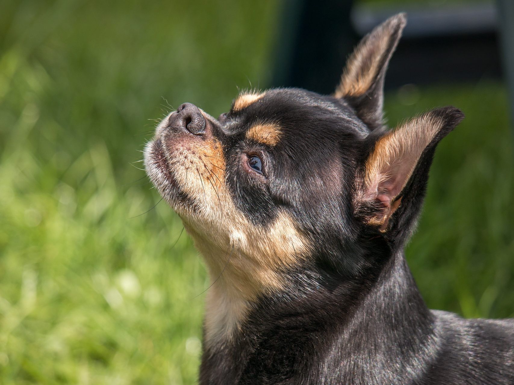 Auch Besitzer "normaler" Hunde müssen zukünftig einen Kurs absolvieren. Auch Besitzer "normaler" Hunde müssen zukünftig einen Kurs absolvieren.
