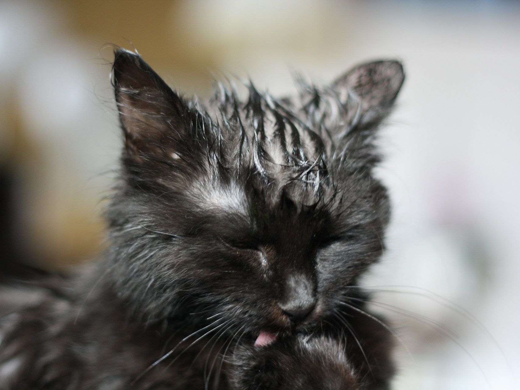 Ein Beweis, dass Katzen wirklich sieben Leben haben.