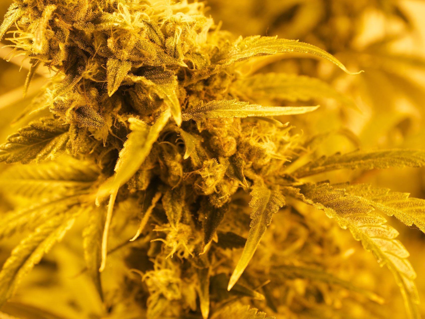 Bei der Hanf-Öl-Herstellung geriet die Wohnung der Teenager in Brand.