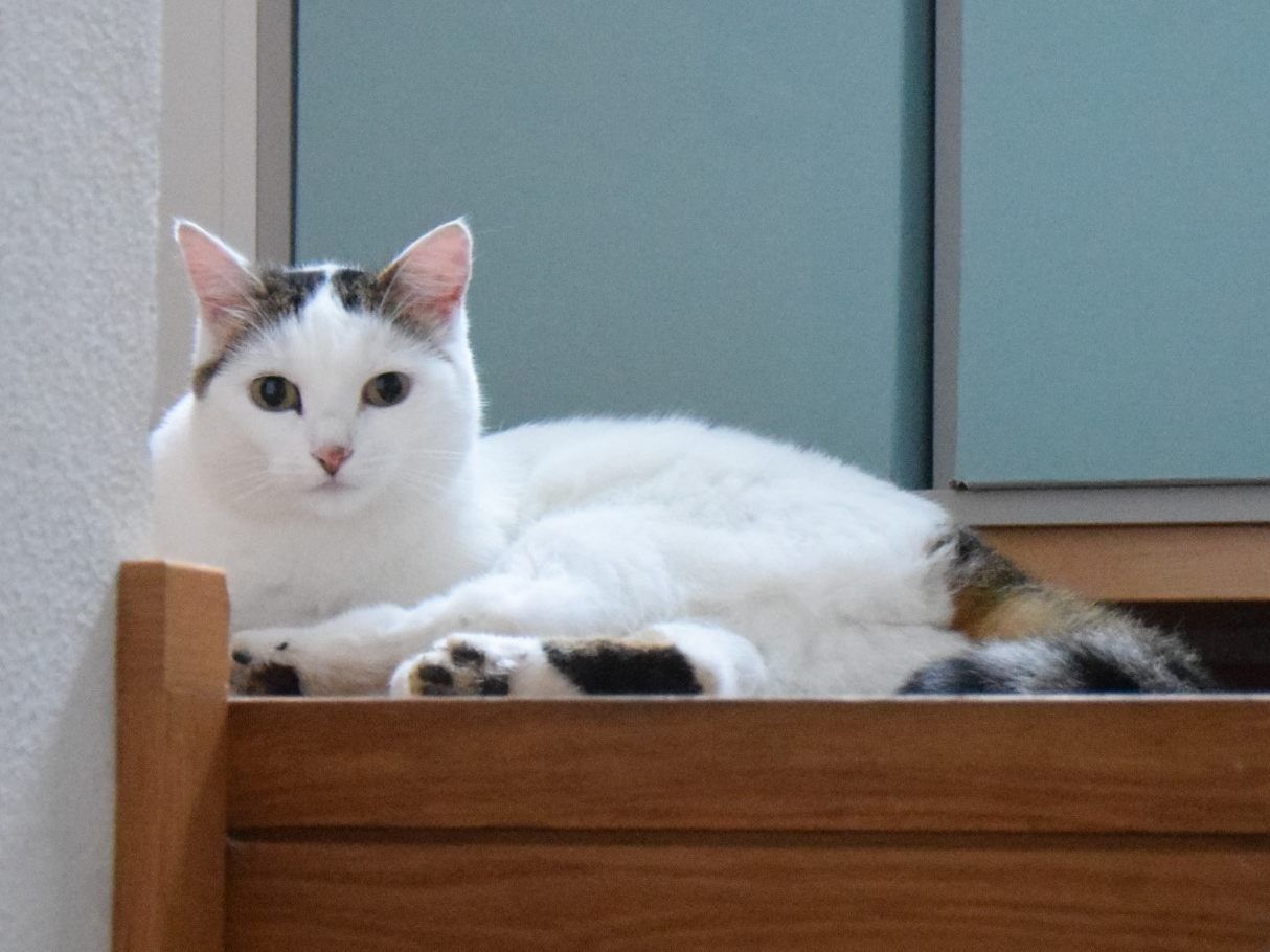 Molly aus Hard wird vermisst