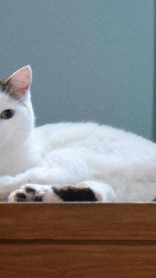 Molly aus Hard wird vermisst