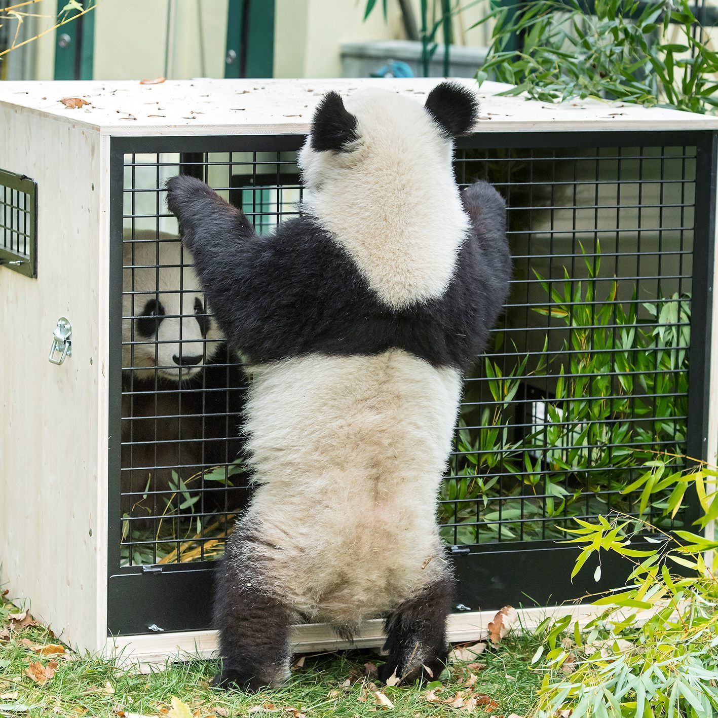 Die Panda-Zwillinge gewöhnen sich bereits an dei Transportbox.