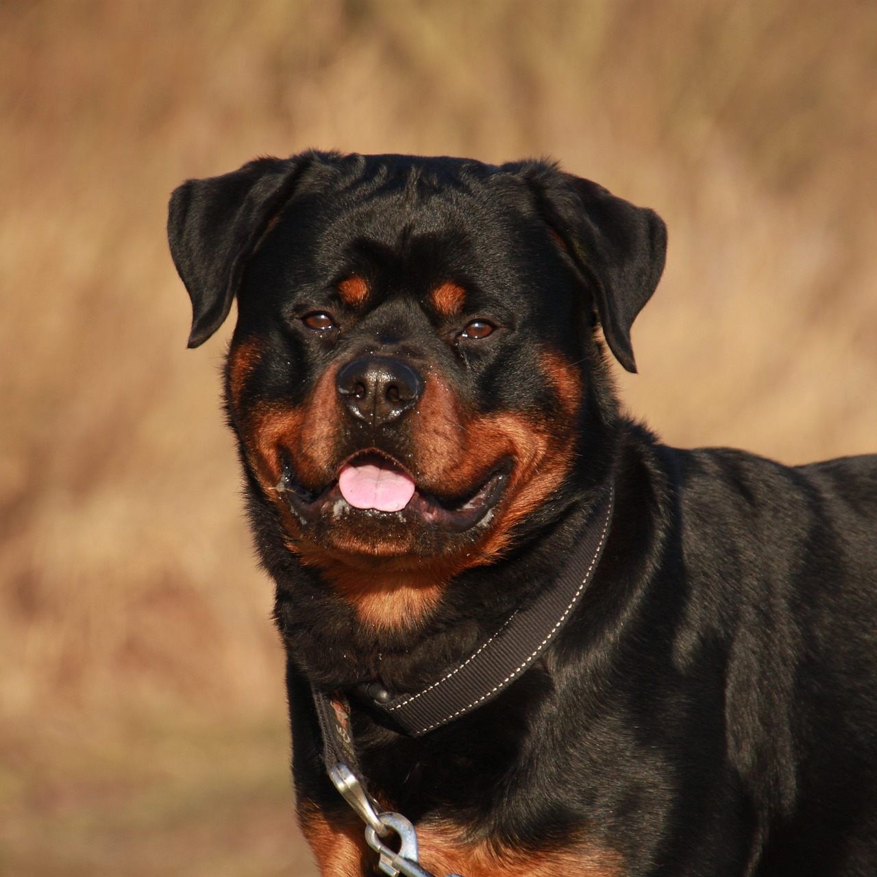 Das Tier verletzte den Mann am Unterarm und an beiden Unterschenkeln.