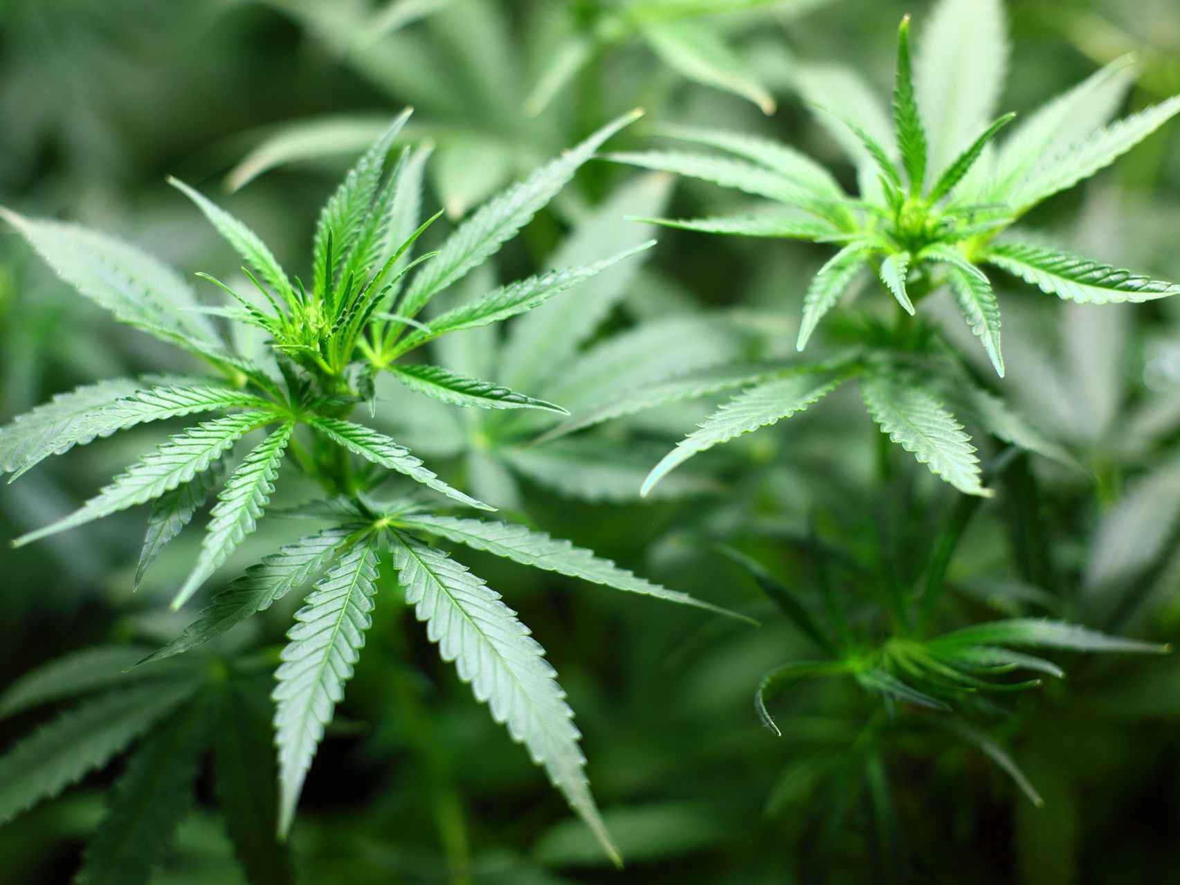 Der Mann hatte fünf Baggys Cannabiskraut in seiner Unterhose versteckt. Der Mann hatte fünf Baggys Cannabiskraut in seiner Unterhose versteckt.