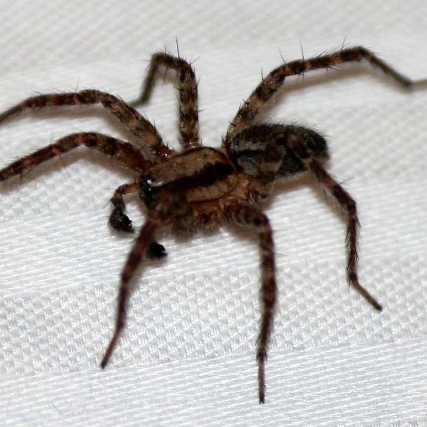 Angst vor Spinnen ist weit verbreitet