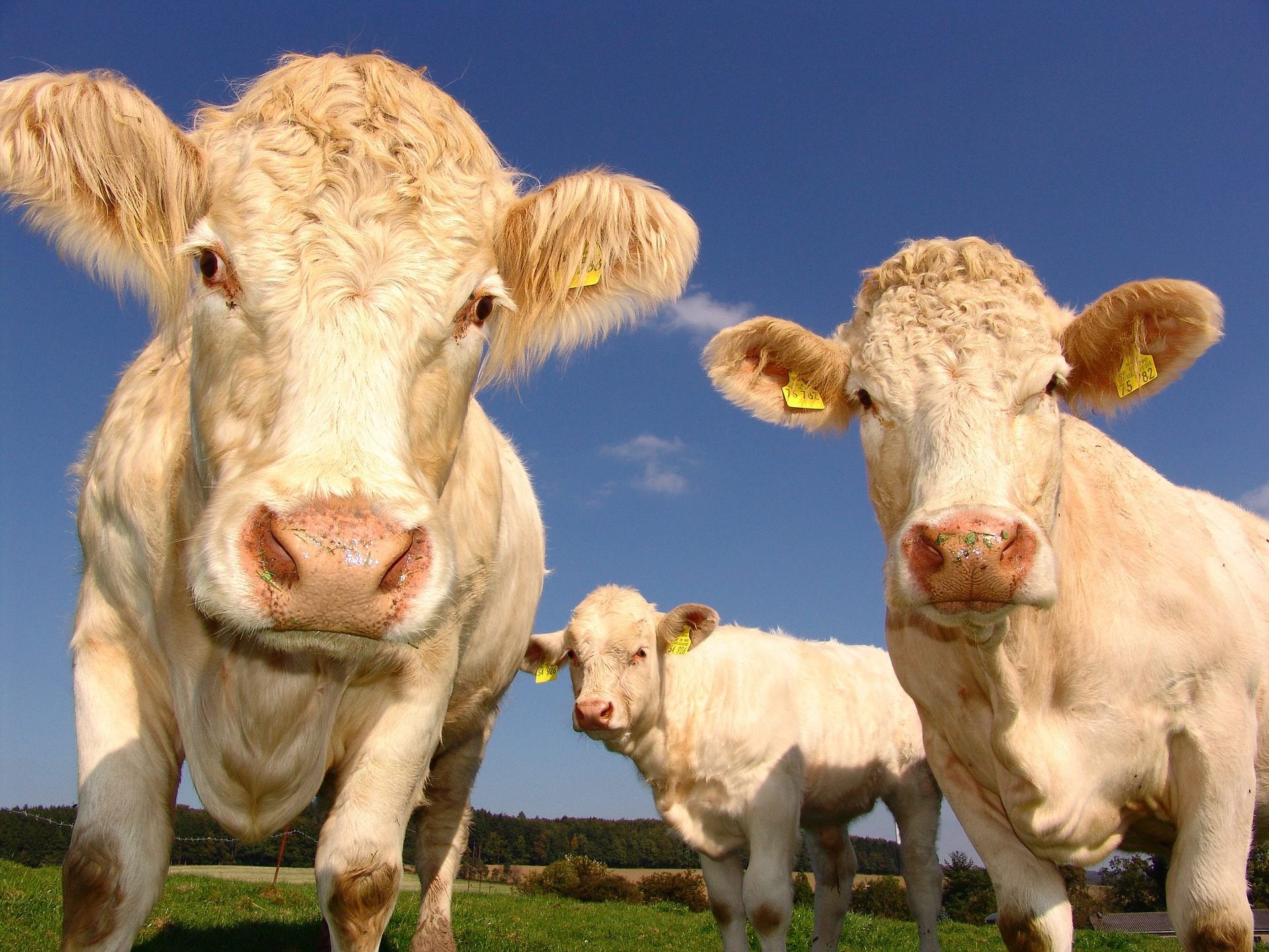 Nutztiere in der Landwirtschaft sollen besser behandelt werden, so die Forderung.