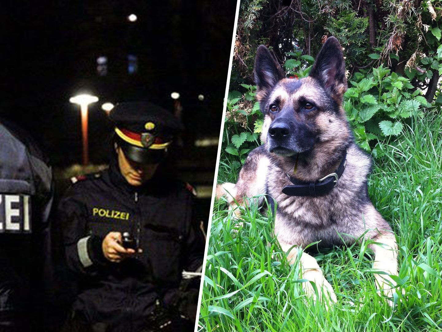 Erst die Polizeihunde "Mara" und "Pheaton" konnten den Vermissten finden.