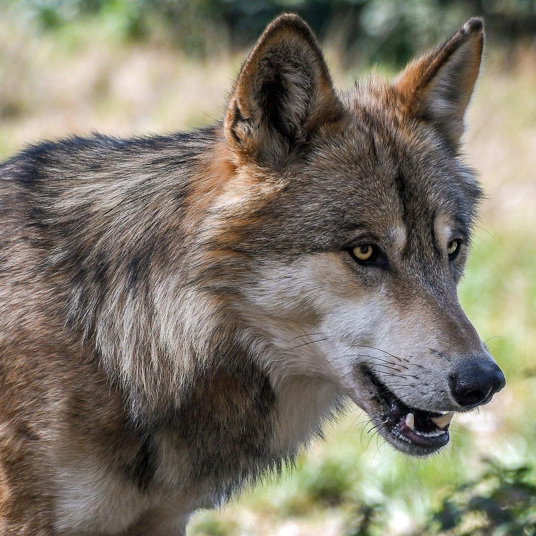 Wenn man einem Wolf begegnet ist es wichtig, sich richtig zu verhalten.