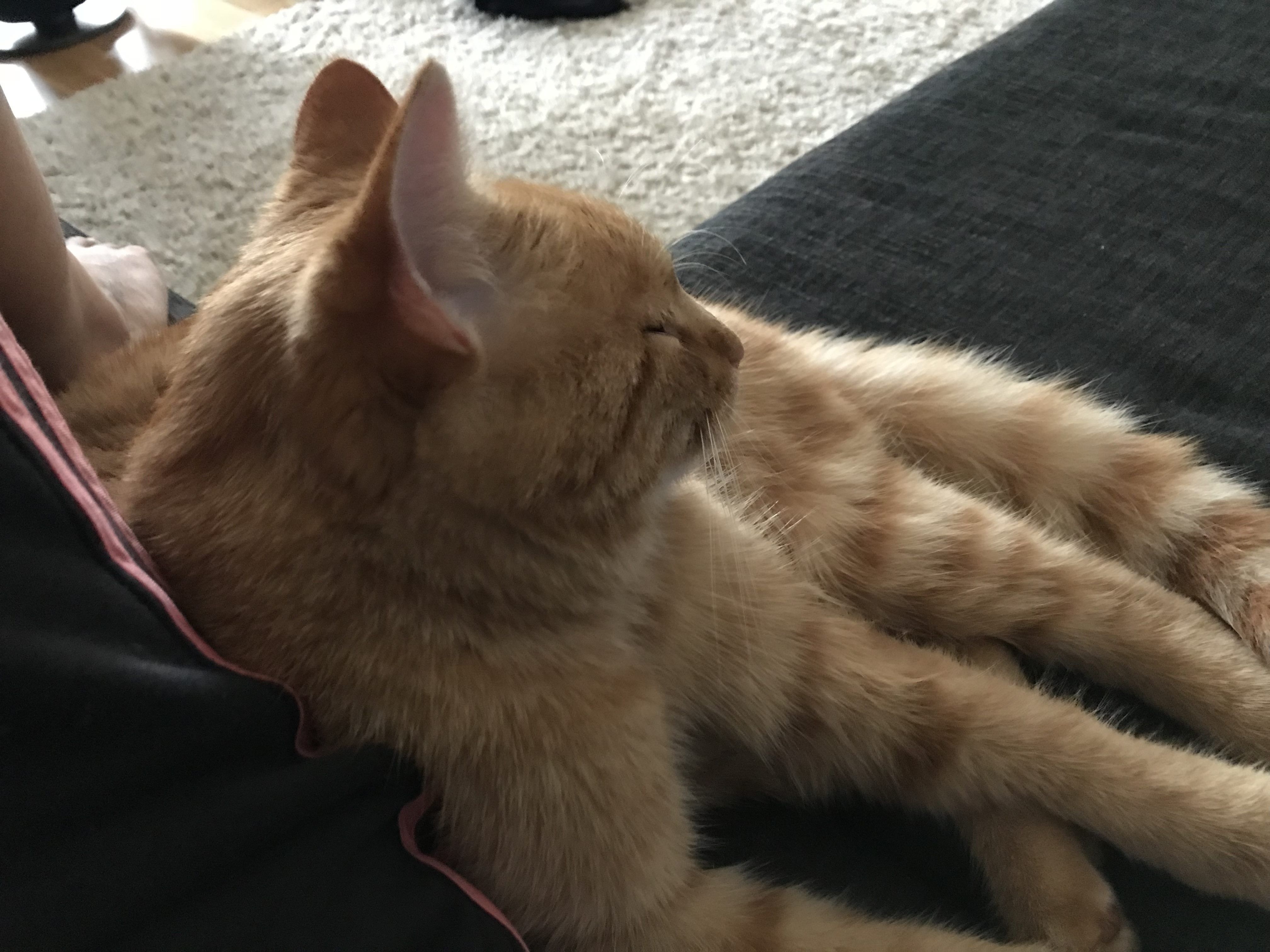 Garfield