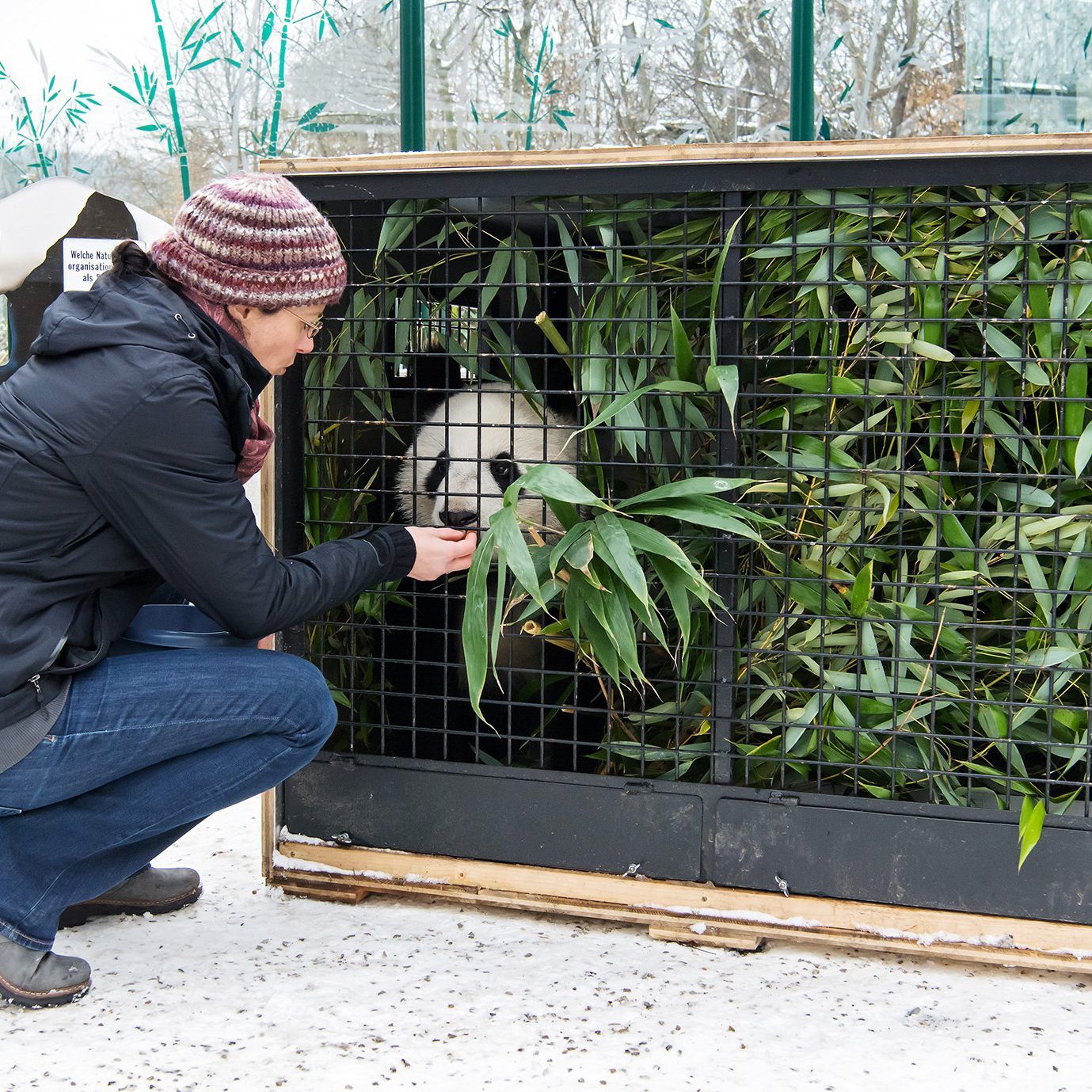 Die Panda-Zwillinge sind derzeit unterwegs nach China.