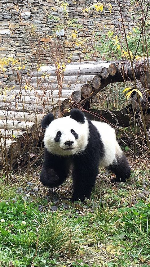 In den nächsten Wochen wird die Betreuung Schritt für Schritt an den neuen Pfleger übergeben.