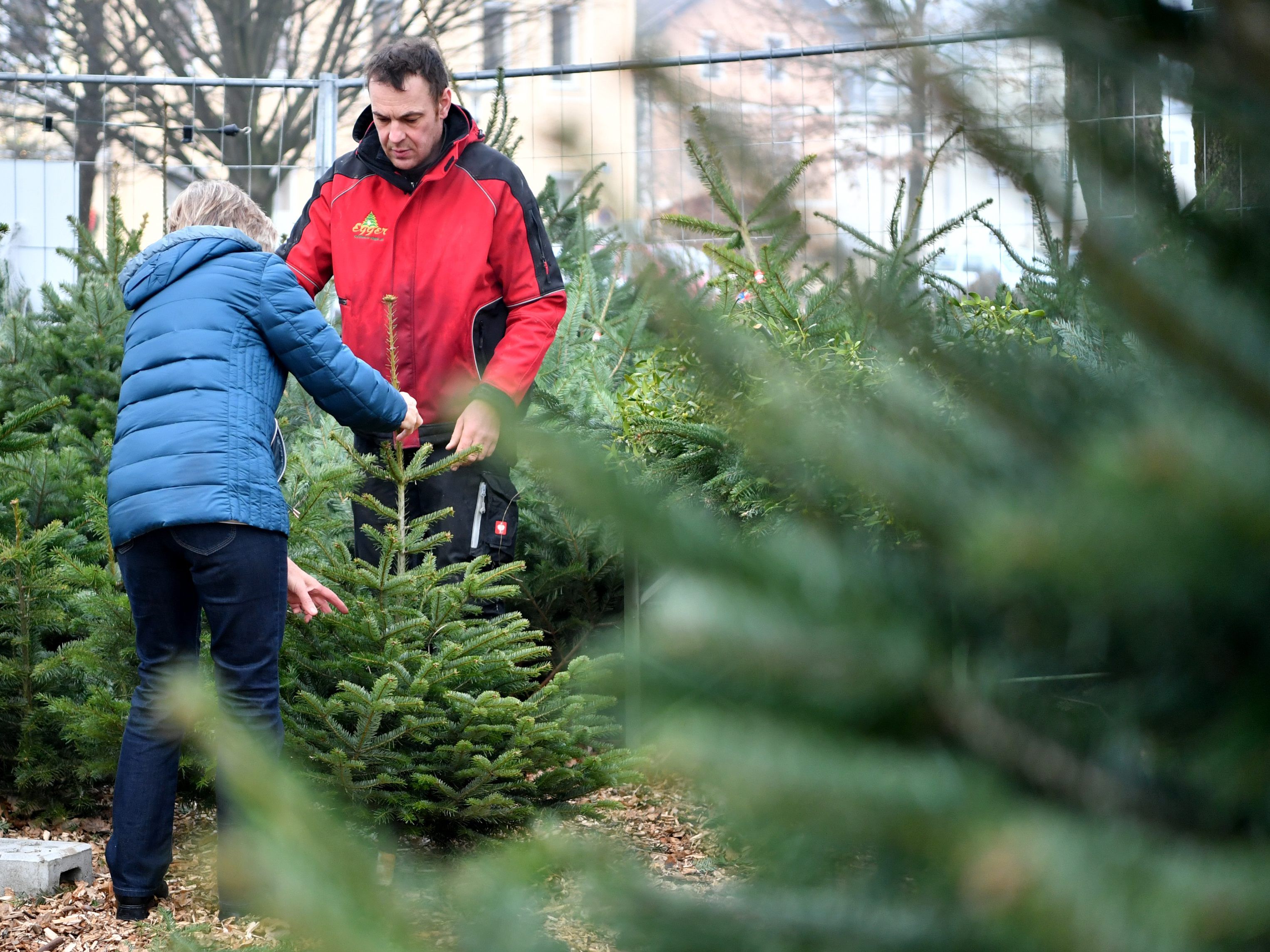 Zwischen 10 und 35 Euro kostet der Laufmeter Christbaum in Wien. Zwischen 10 und 35 Euro kostet der Laufmeter Christbaum in Wien.